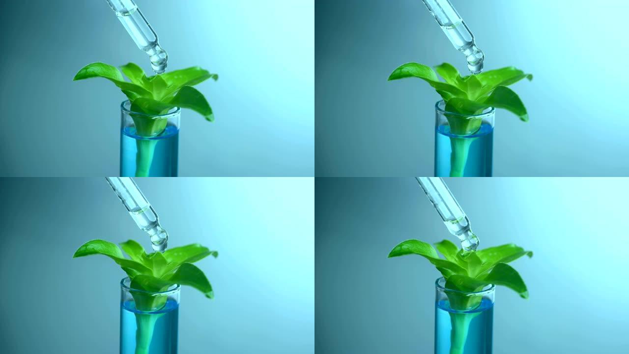 试管中的植物实验滴水