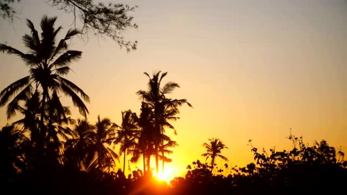 田园诗般的背景拍摄，美丽的鲜黄色太阳在充满异国情调的热带日出的棕榈树剪影中升起。