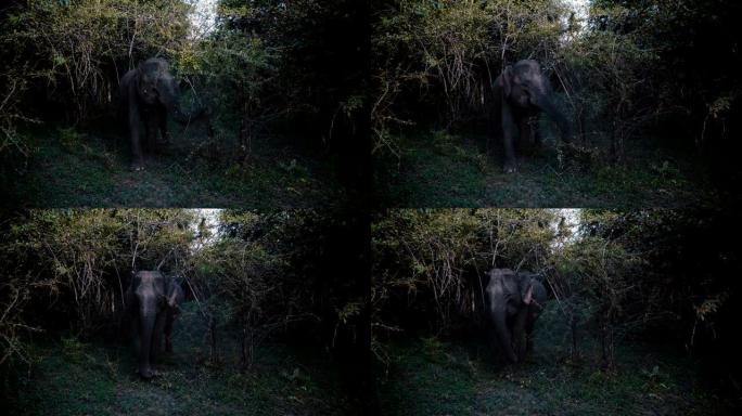 美丽的图片大野成熟的大象拍打耳朵，在黑暗的日落森林中吃绿色的树叶。
