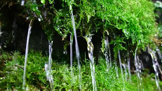 从绿色苔藓流出的水