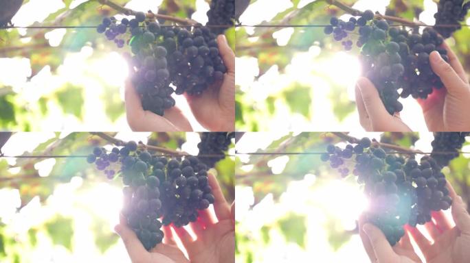 慢动作: 女农夫在葡萄园检查葡萄