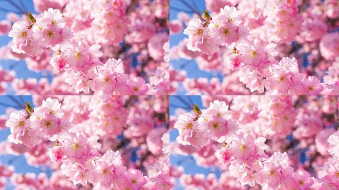 明亮的樱花在春天美丽的晴天盛开