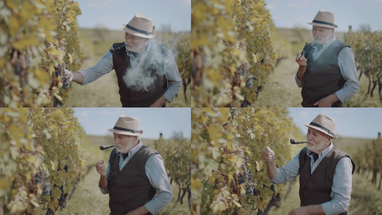在葡萄园里抽烟斗的老人