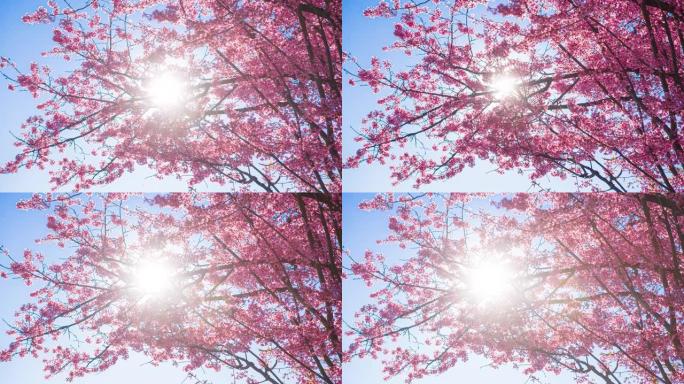 盛开的樱桃树耀眼光芒仰拍春暖花开