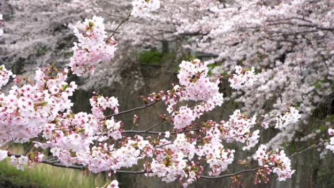 日本东京目黑河的樱花