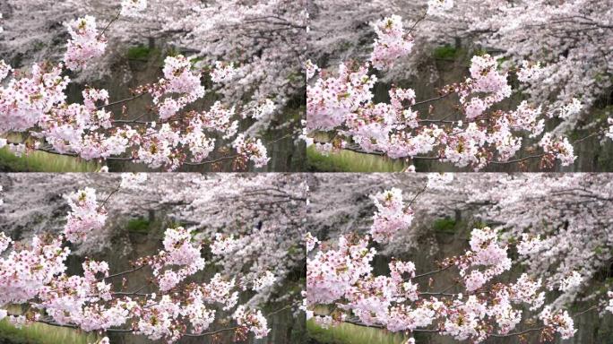 日本东京目黑河的樱花