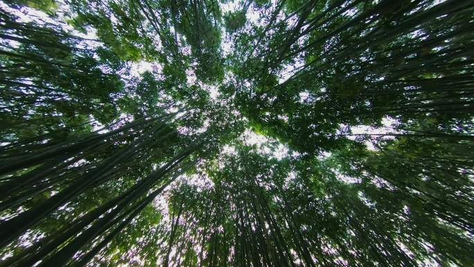 竹子竹林天空低角度