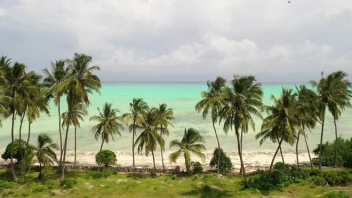 海滩上的椰子树空中种植