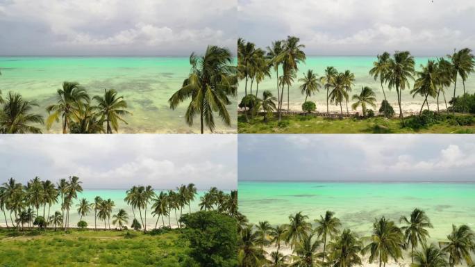 海滩上的椰子树空中种植
