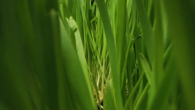 草和植物的极端宏观和pov，对农药和除草剂进行化学分析，或对植物和细胞繁殖的福利进行实验。