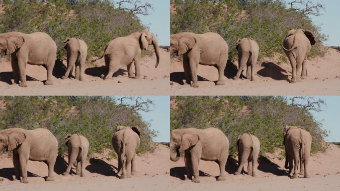 在纳米比亚纳米布沙漠的Hoanib山谷的软沙中沐浴的三个沙漠大象尘埃的4k视图