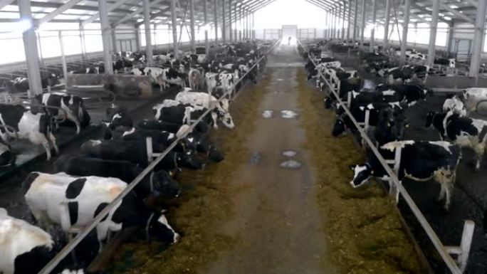 有许多奶牛的大牛棚，特写。