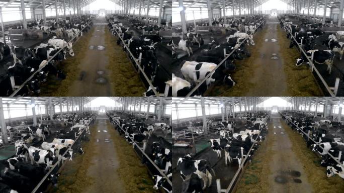 有许多奶牛的大牛棚，特写。