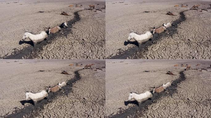 由于干旱和气候变化，马试图到达最后剩余的水源时，他们陷入更深的泥里的鸟瞰图。死牛包围着他们。博茨瓦纳