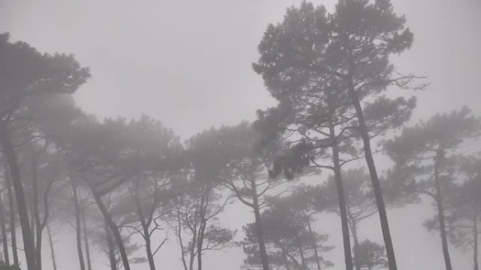 暴风雨，风在吹大雨磅礴倾盆树木