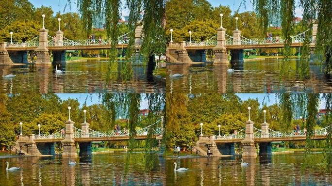 波士顿公共公园。桥。常春藤。天鹅。池塘