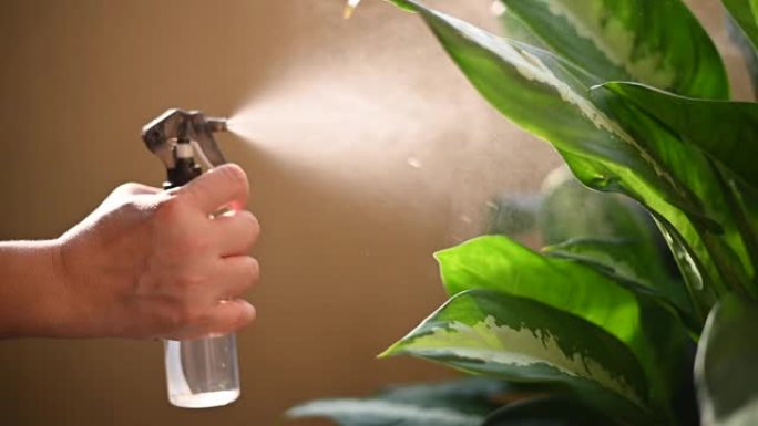 晚上，用喷雾瓶浇灌植物，在室内阳台上的哑手喷雾离开
