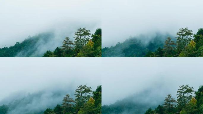 延时，有雾云的森林