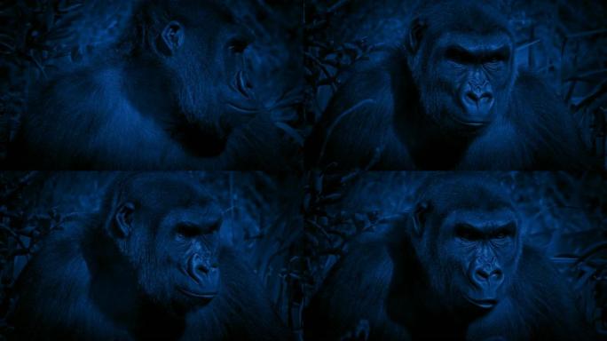 大猩猩在多风的夜晚环顾丛林