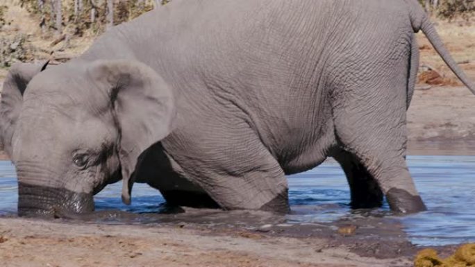 K大象在博茨瓦纳水坑挖泥浆的特写镜头