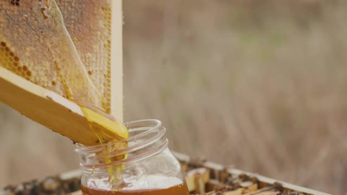 新鲜蜂蜜是最甜的新鲜蜂蜜是最甜的采蜜