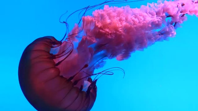 水母水下海洋生物粉色水母水母特写