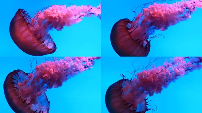 水母水下海洋生物粉色水母水母特写