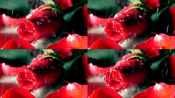 雨落在玫瑰上水珠滴落清洗
