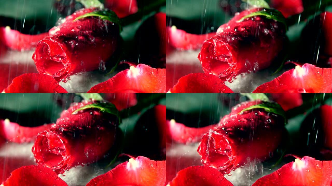 雨落在玫瑰上水珠滴落清洗