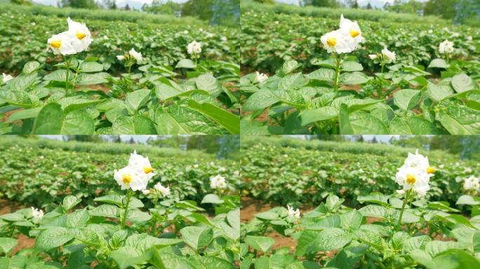 盛开的马铃薯植物特写田野白色的花