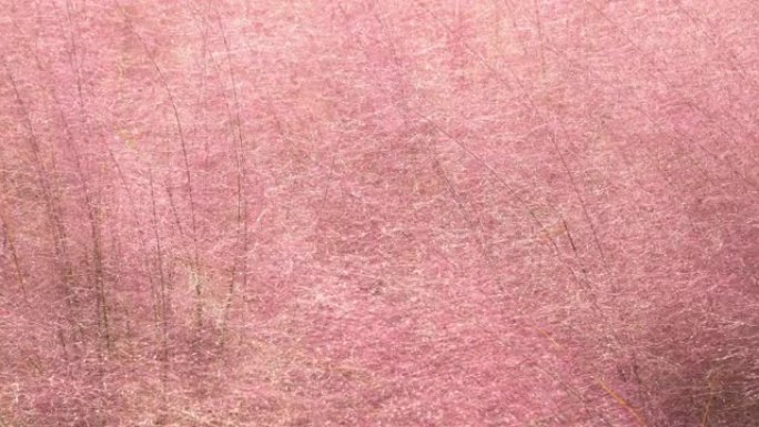 4k，粉红色花朵抽象纹理背景。