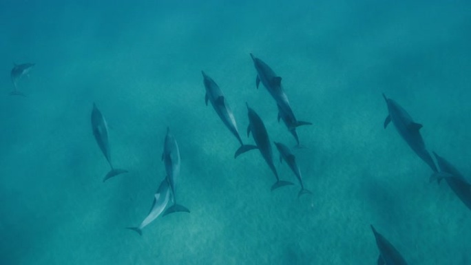 一群海豚在蓝色的海洋中一起游泳