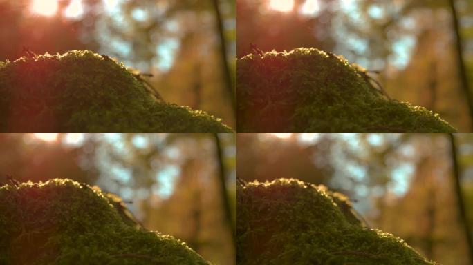 特写: 明亮的秋天阳光照在一堆云杉树枝上。