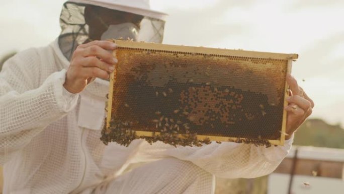 日落时收获蜂蜜蜂蜜养