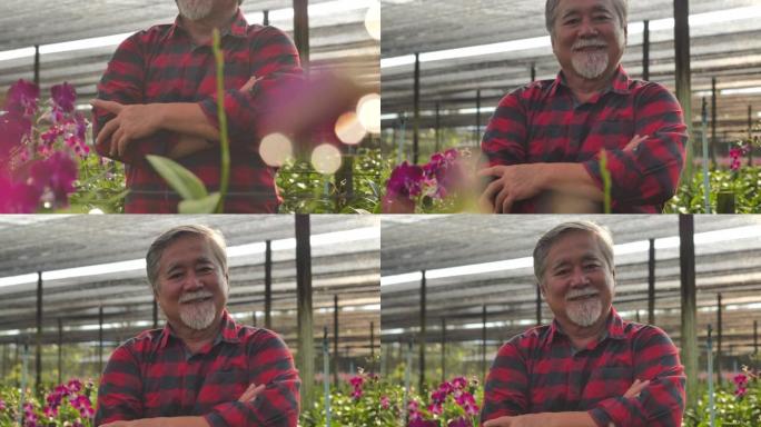 肖像高级男子双臂交叉微笑着看着花园里的相机，正在收获兰花。农业，园艺，农业，收获和人，植物护理和保护