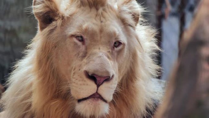 雄狮肖像，狮子脸。360 VR野生动物
