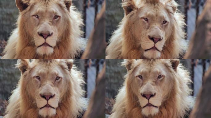 雄狮肖像，狮子脸。360 VR野生动物