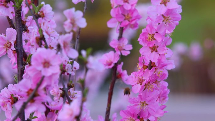 梅花开 蜜蜂采蜜