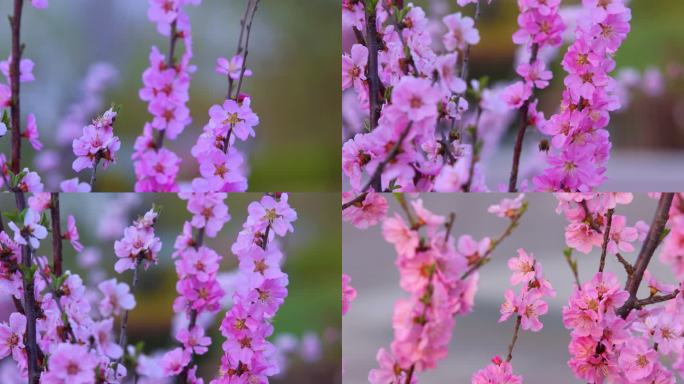 梅花开 蜜蜂采蜜