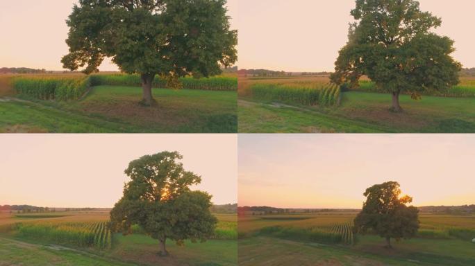 斯洛文尼亚，日落时分，田园诗般的阳光明媚的玉米地里的一棵单树