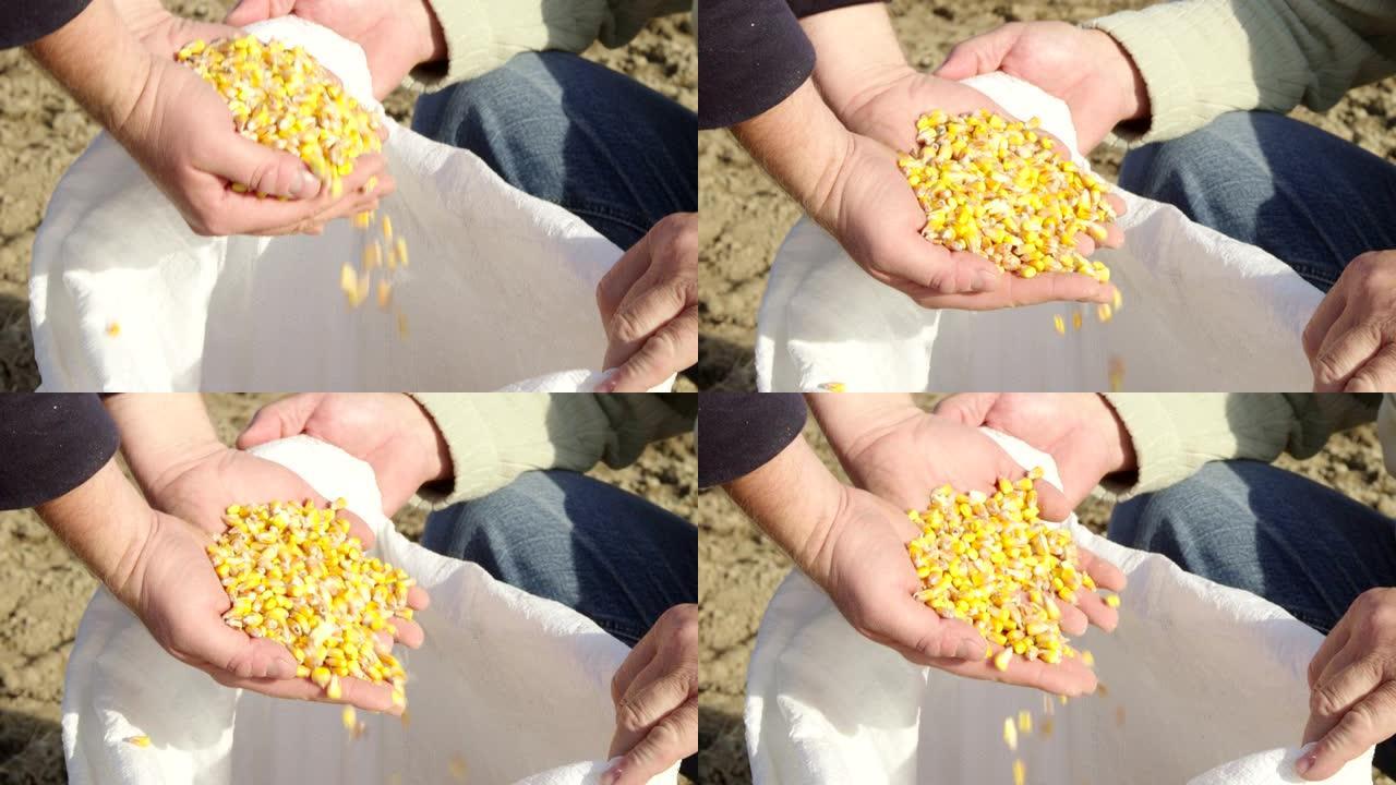 展示新鲜收获的玉米谷物