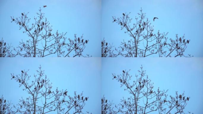 一群鸟在冬天的树顶上休息