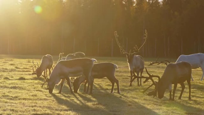 在早晨的阳光照耀下，野生的芬兰deers在草地上觅食。拉普兰的某个地方