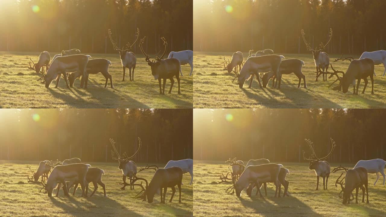 在早晨的阳光照耀下，野生的芬兰deers在草地上觅食。拉普兰的某个地方