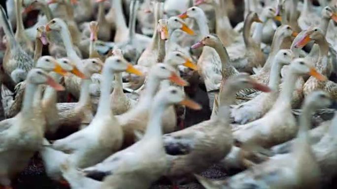 4k镜头在农场，行为和家畜概念中大量鸭子行走的混乱和移动拍打的场景