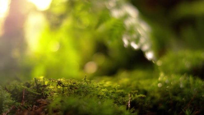 森林中的苔藓微距绿植虚化水滴露珠露水