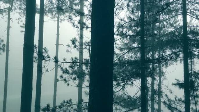 黑暗森林中的雾阴森恐怖傍晚黄昏山林植被