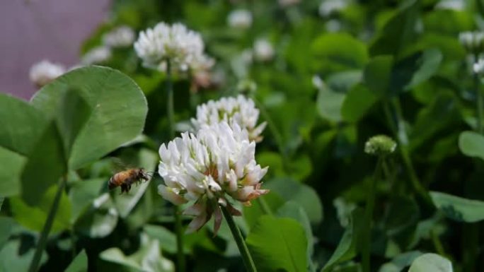 一只蜜蜂在白花上采集蜂蜜