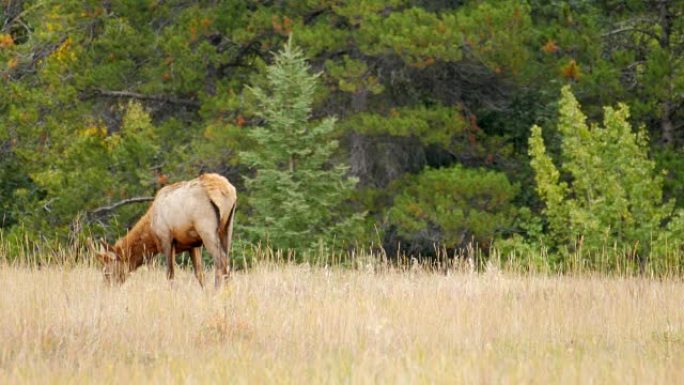 加拿大落基山草地上的麋鹿