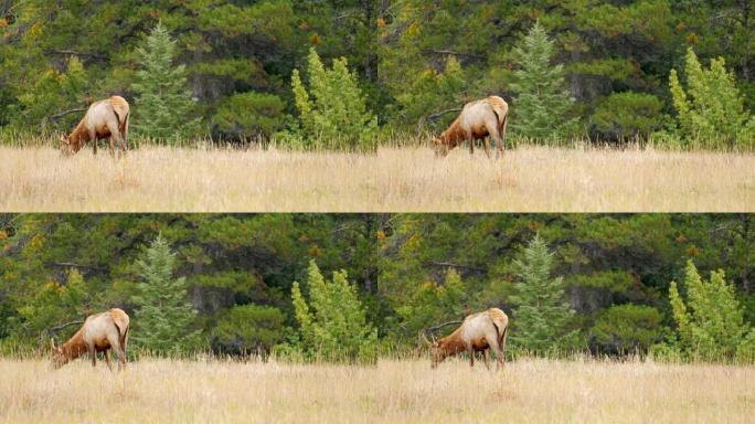 加拿大落基山草地上的麋鹿